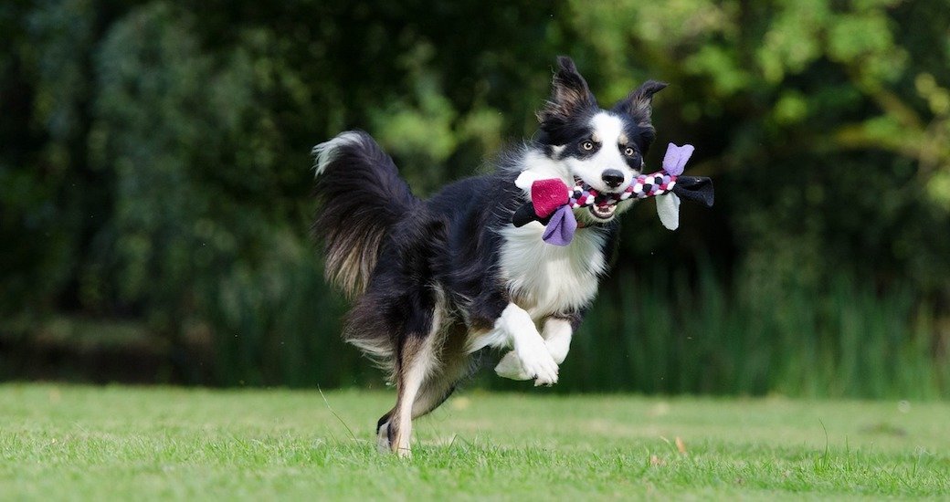 How To Train Dog To Cross Invisible Fence How To Train Dog To Cross Invisible Fence