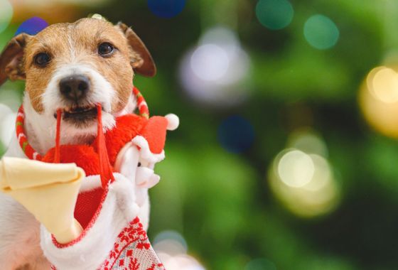 20 best stocking stuffers for dog lovers