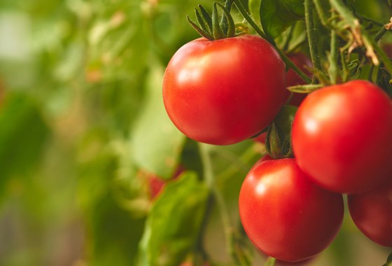 How to start a vegetable garden