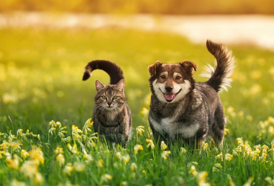 Best disposable cat litter boxes