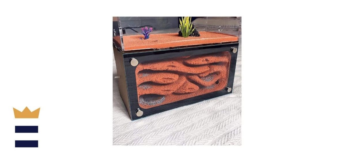 formicarium ant farm