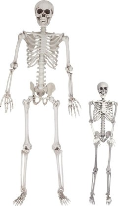 SCS Direct Store Halloween Life Size Skeleton Value 2 Pack