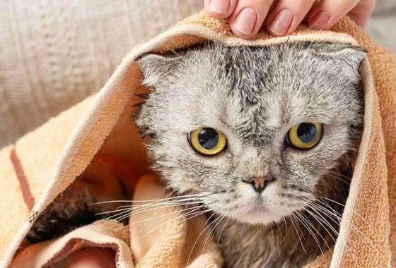 Best Waterless Cat Shampoos