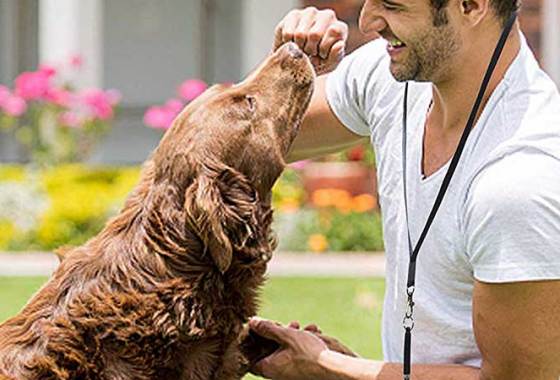 Best Dog Training Whistles