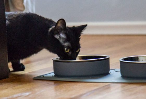 Best Canned Cat Food