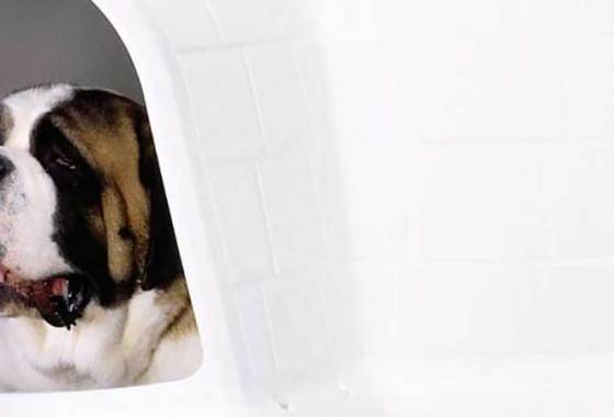 Best Plastic Dog Houses