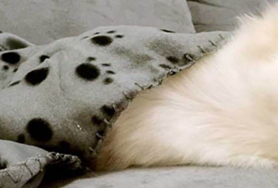 Best Blankets for Dogs