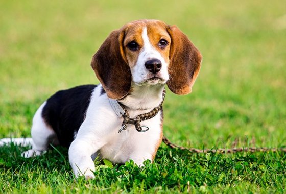 Best Outdoor Dog Chains