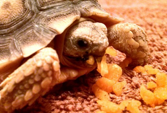 Best Reptile and Amphibian Food