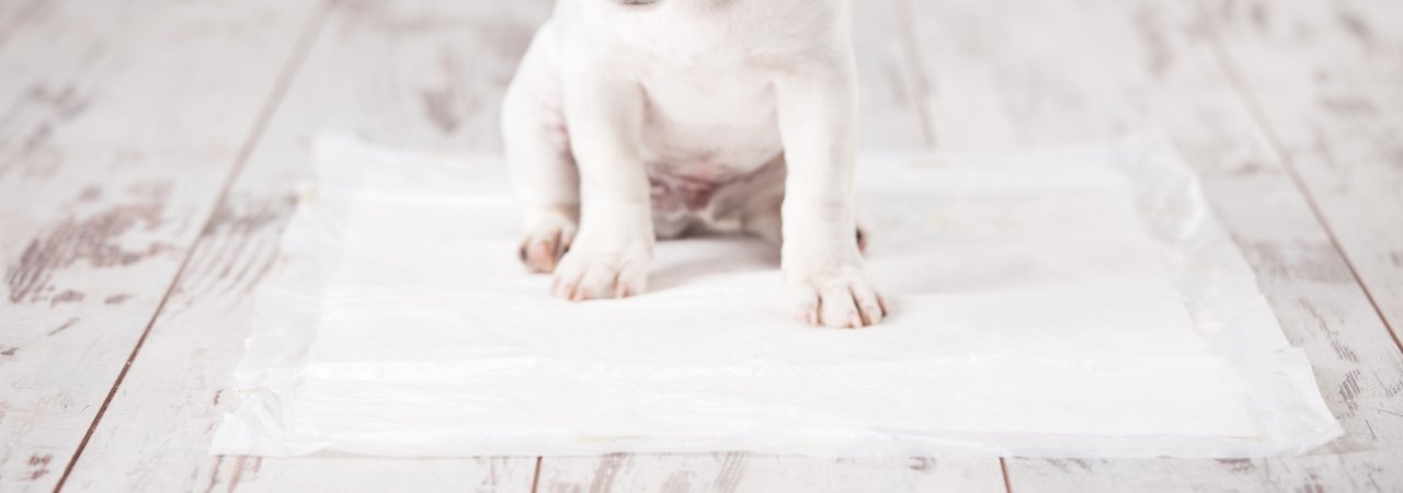 5 Best Puppy Pads - Dec. 2019 - BestReviews