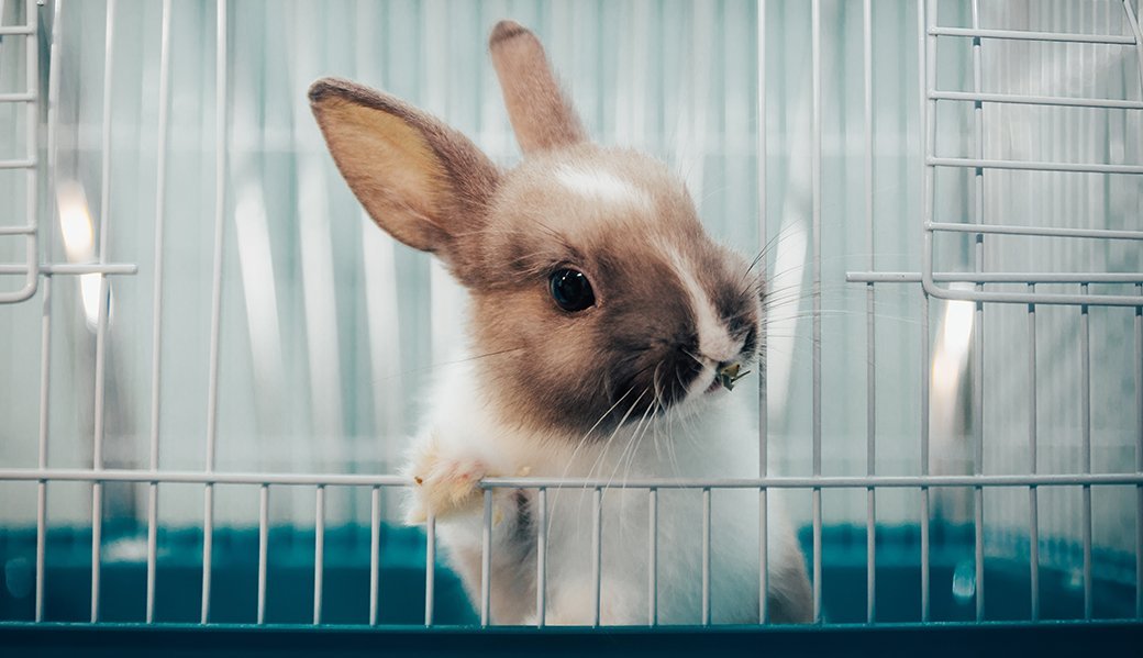 5 Best Rabbit Foods Aug. 2020 BestReviews