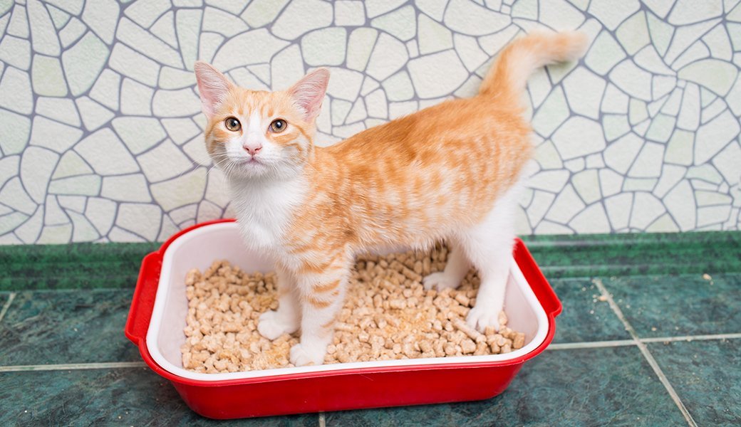 5 Best Clumping Cat Litters Oct. 2024 BestReviews