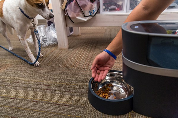 smart dog feeder