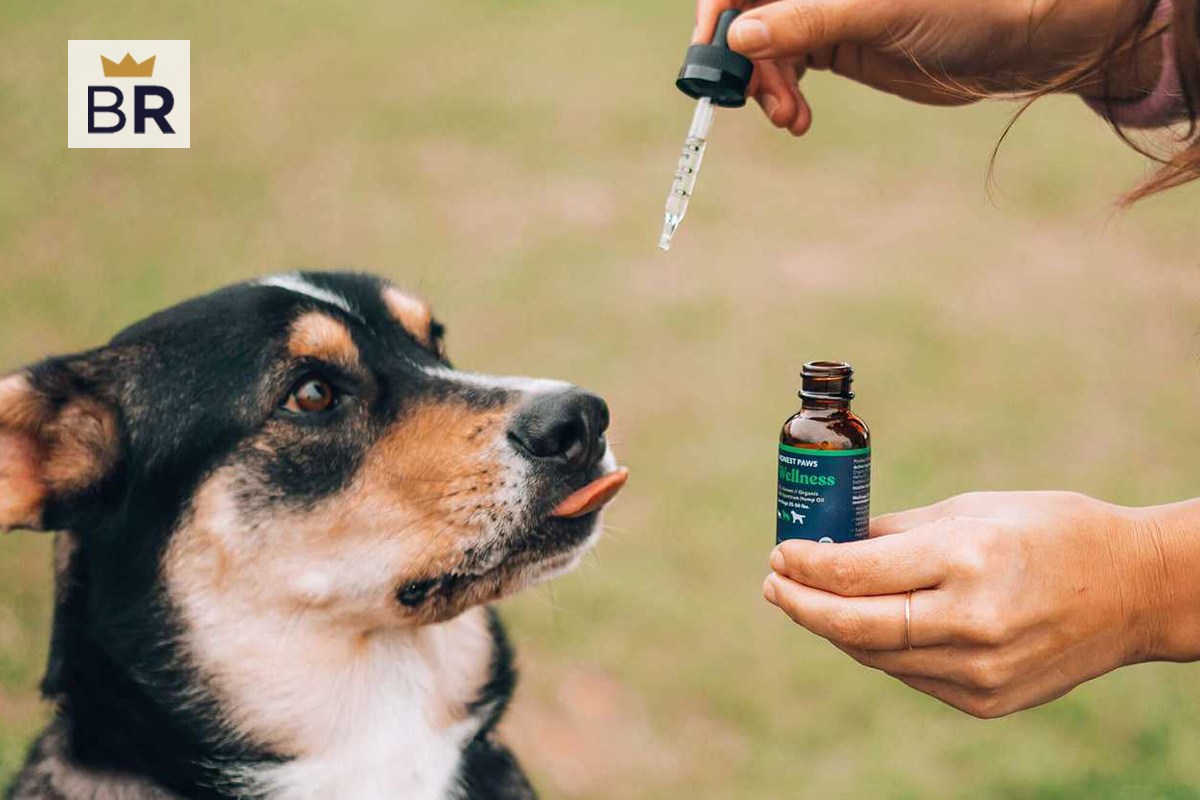 5 Best CBD Oil For Dogs - Nov. 2024 - BestReviews