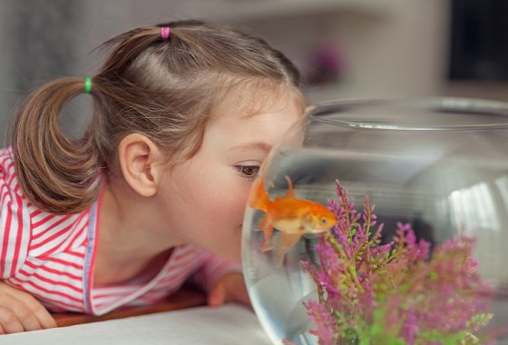 Everything you need if you’re getting a pet goldfish