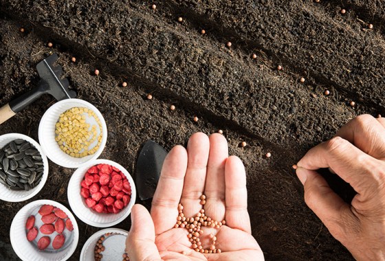 Best vegetable seeds to plant in spring