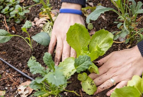 What to plant in July: Best vegetables and flowers to grow