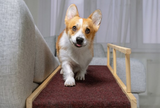 Best Chewy dog ramp