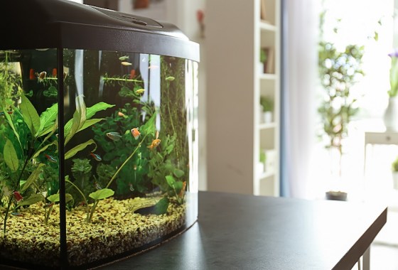 Best corner fish tank