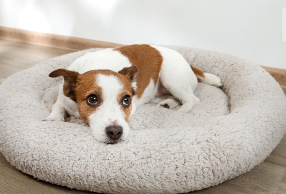 Best calming dog bed