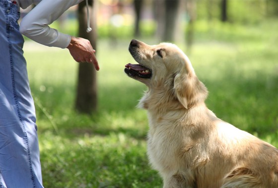 Best puppy training book