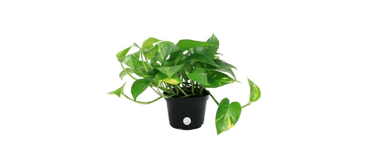 Best Costa Farms Live Pothos Plant