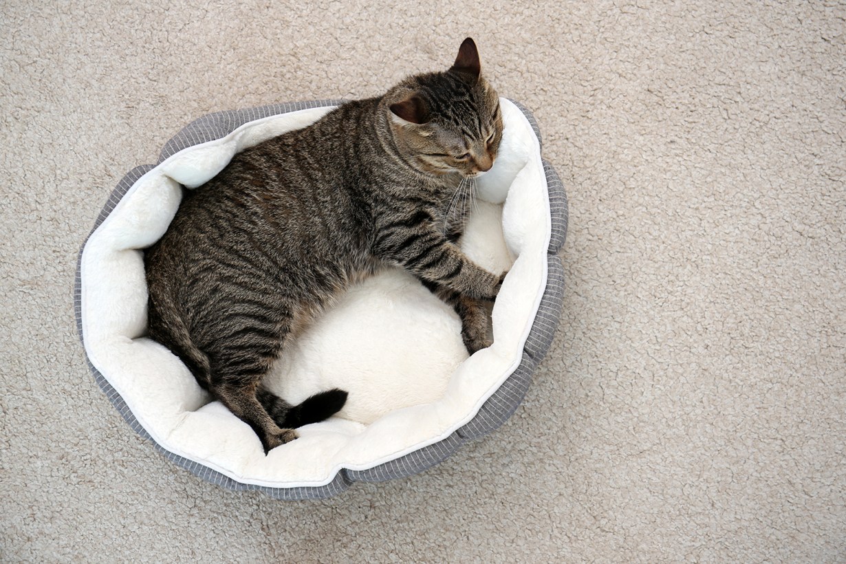 5 Best Orthopedic Cat Beds - Jan. 2025 - BestReviews