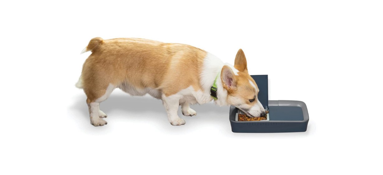 Best PetSafe Digital 2-Meal Programmable Pet Feeder