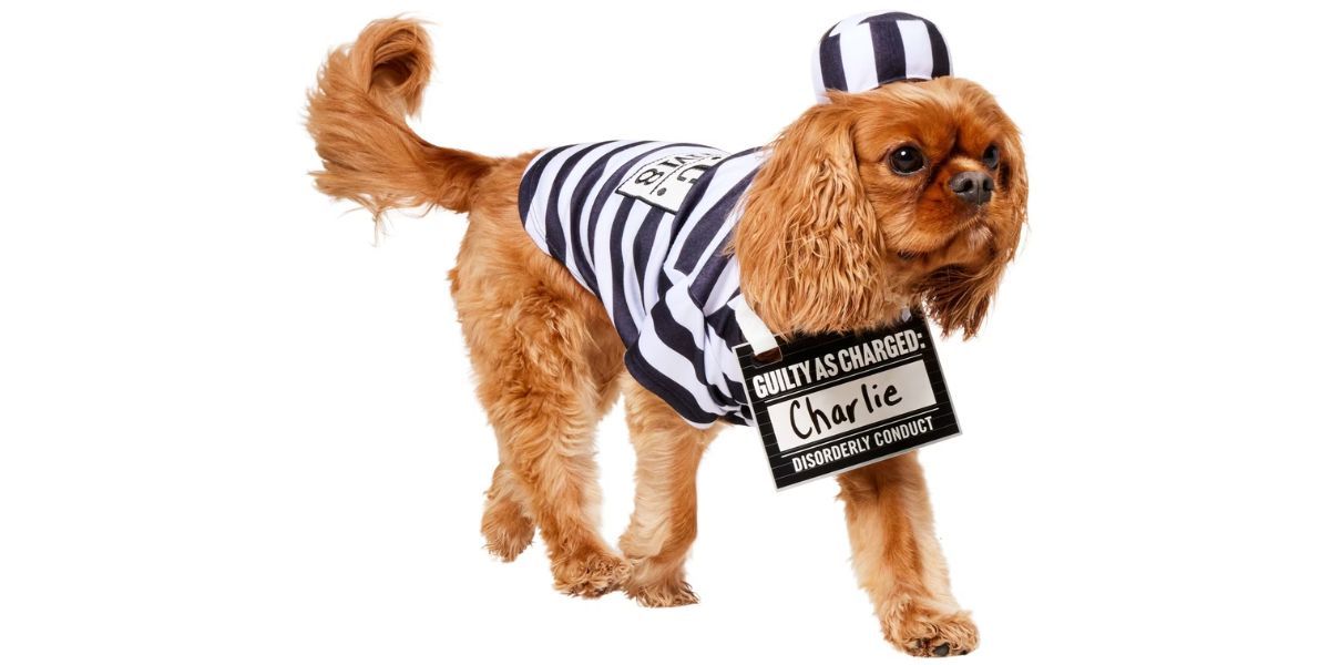 Frisco Prisoner Dog &amp; Cat Costume