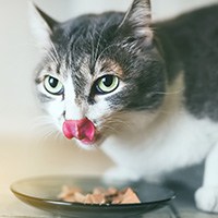 1-low protein cat food